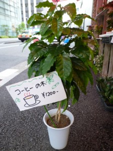 コーヒーの木